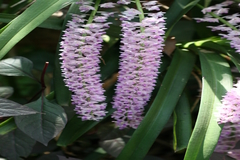 Rhynchostylis retusa